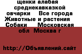 щенки алабая ( среднекавказкой овчарки) - Все города Животные и растения » Собаки   . Московская обл.,Москва г.